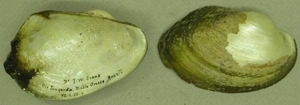 specimen