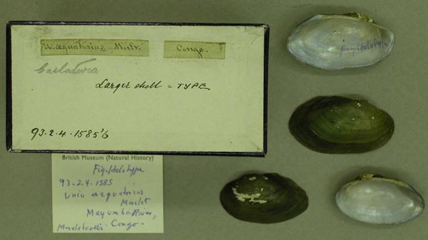 specimen
