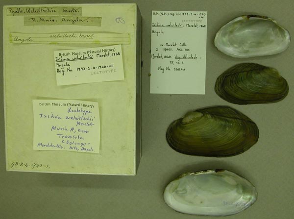 specimen