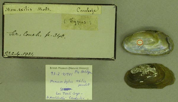 specimen