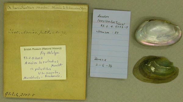 specimen