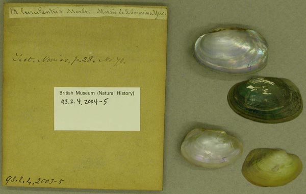 specimen