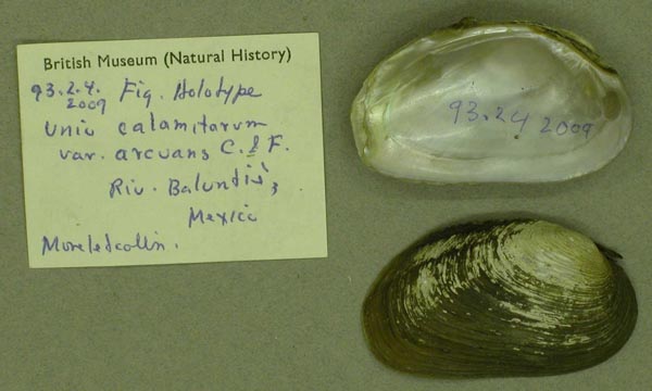 specimen