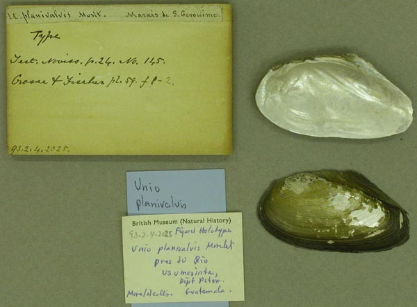 specimen