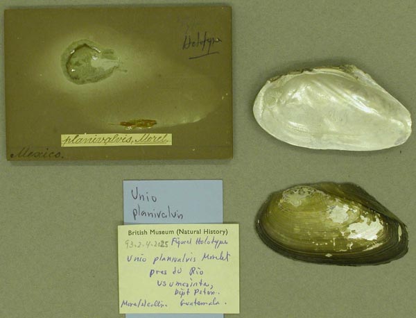 specimen