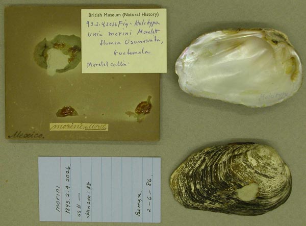 specimen