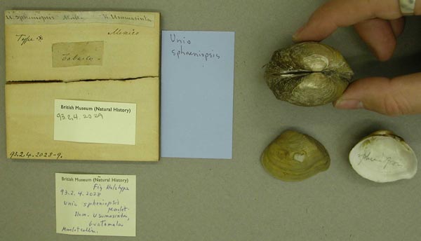 specimen