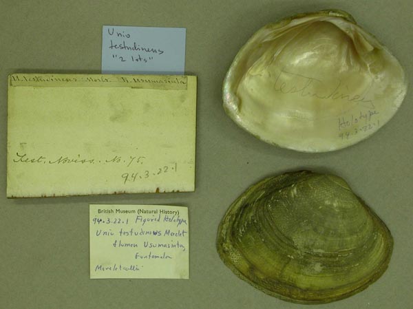 specimen