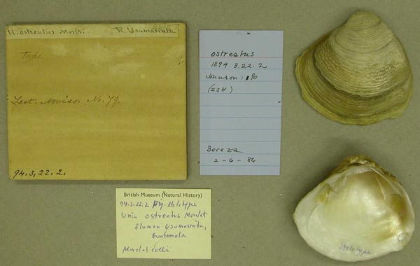 specimen