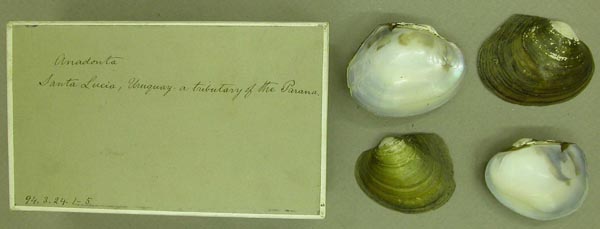specimen
