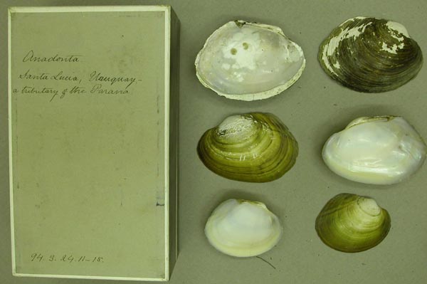 specimen