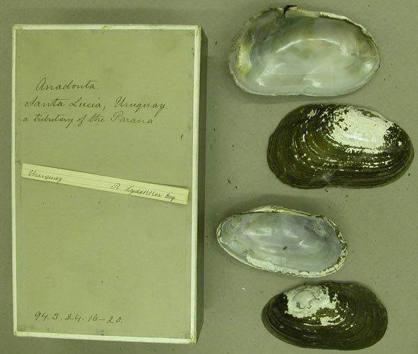 specimen