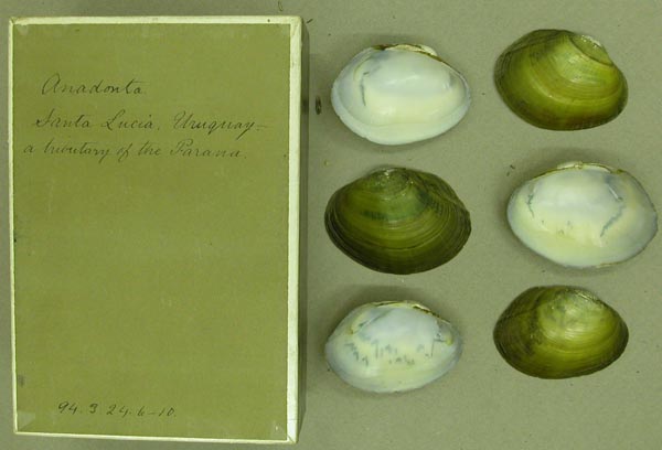 specimen