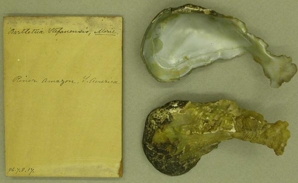 specimen