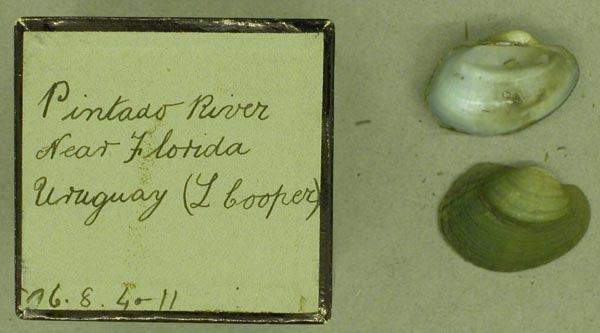 specimen