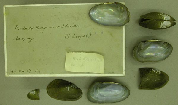 specimen