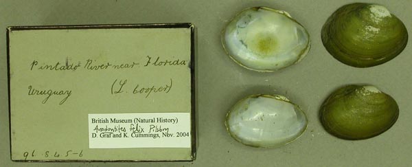specimen