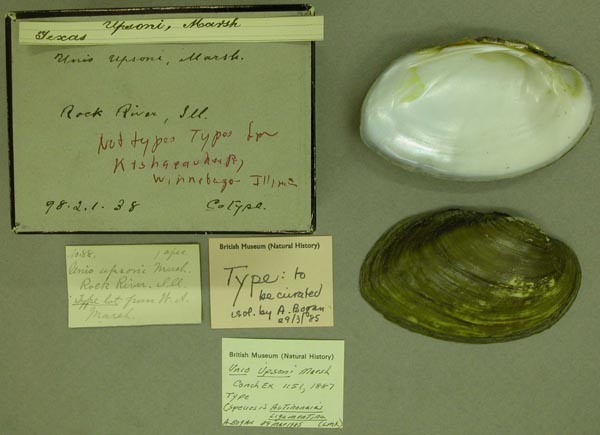 specimen