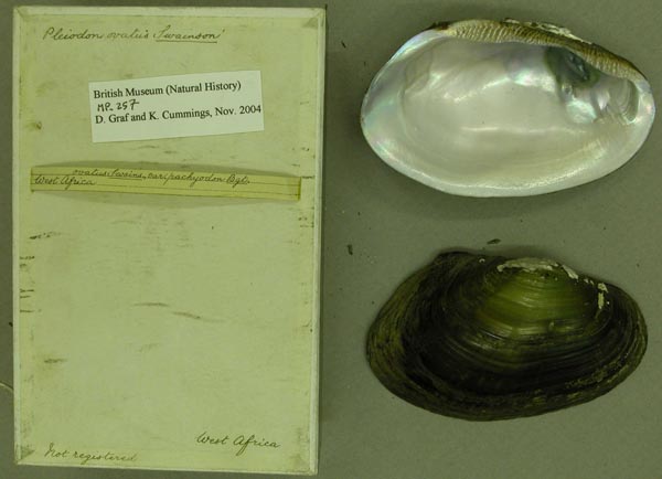 specimen