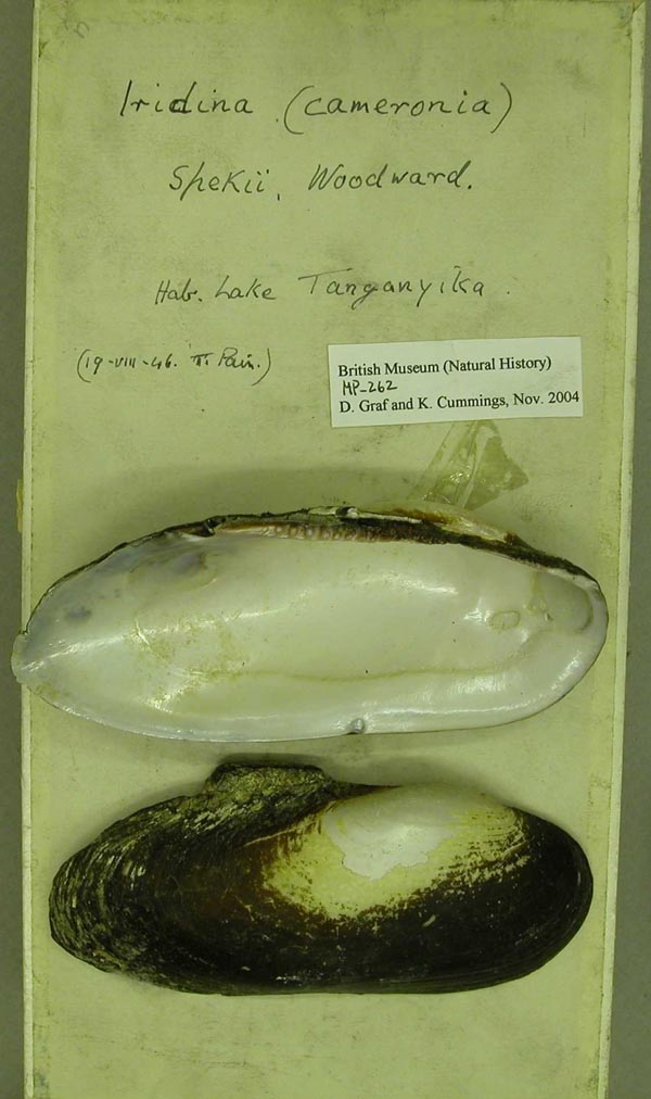 specimen