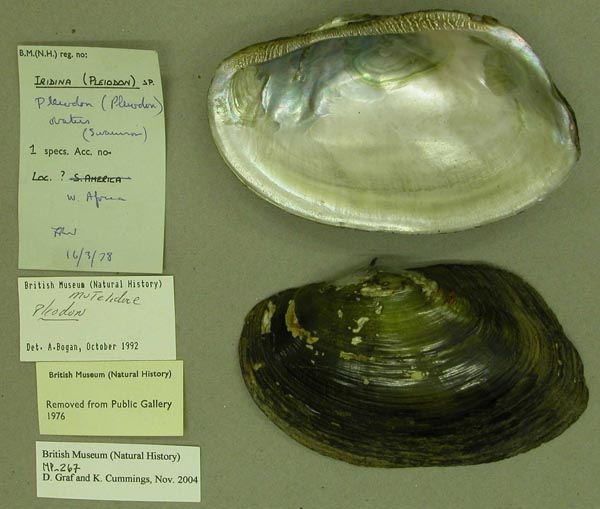specimen