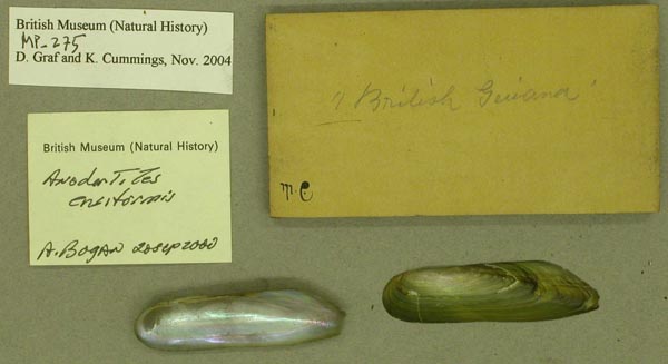 specimen