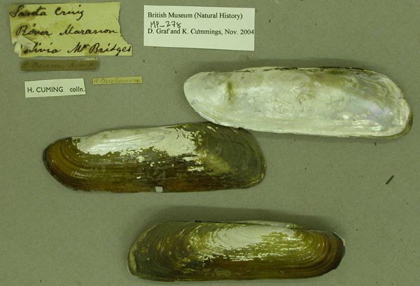 specimen