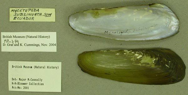 specimen