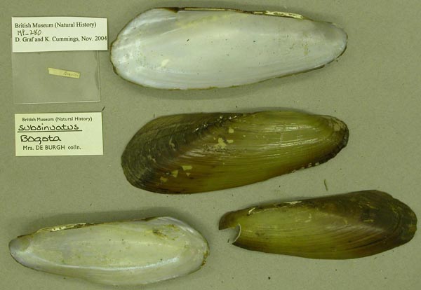 specimen