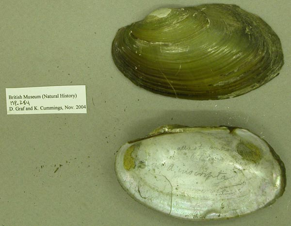 specimen