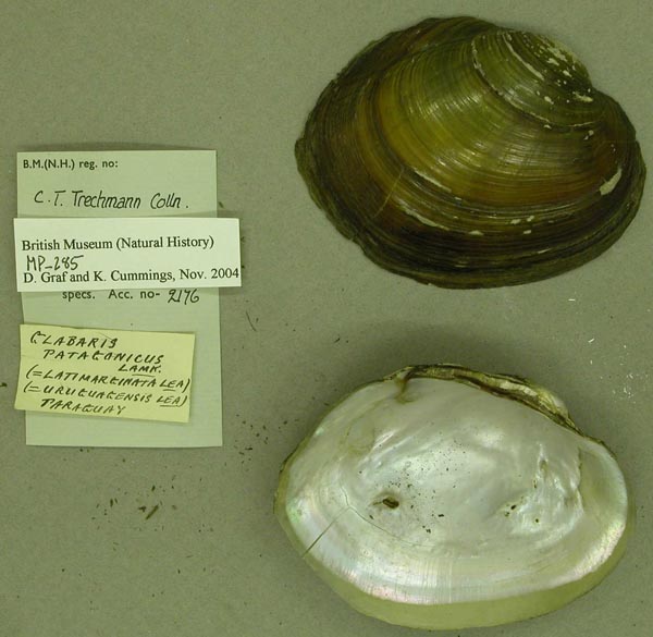 specimen