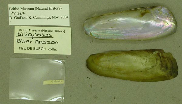 specimen
