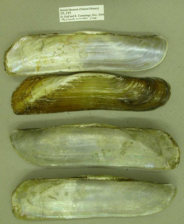 specimen