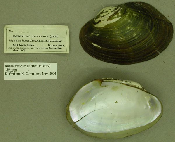 specimen