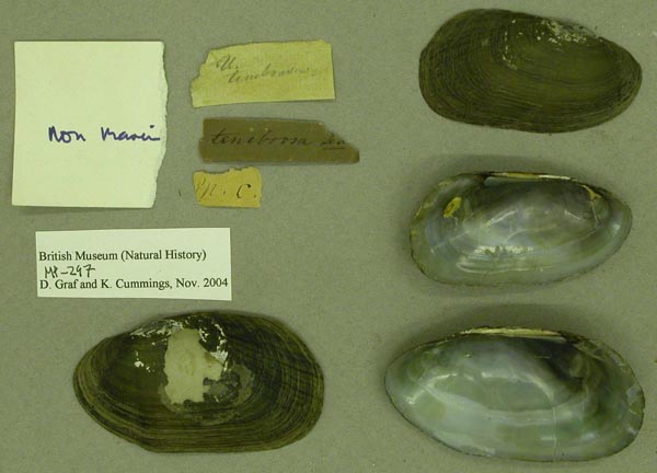 specimen