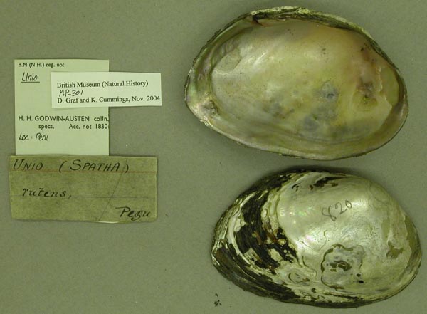 specimen
