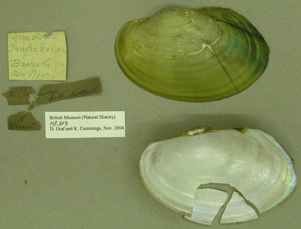 specimen