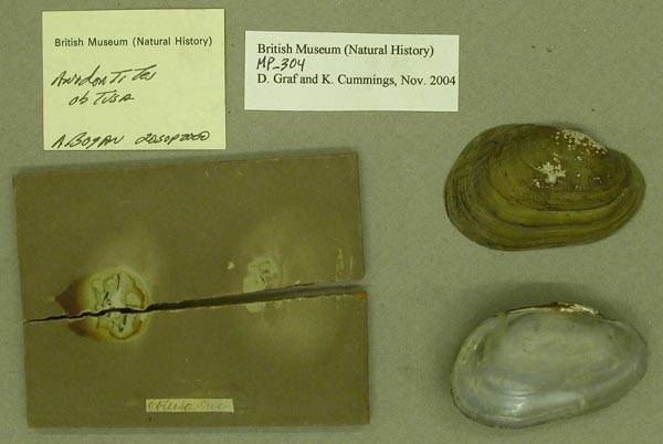 image of lot BMNH_MP_304