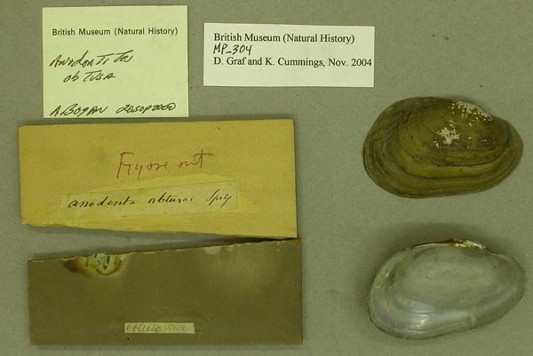 image of lot BMNH_MP_304