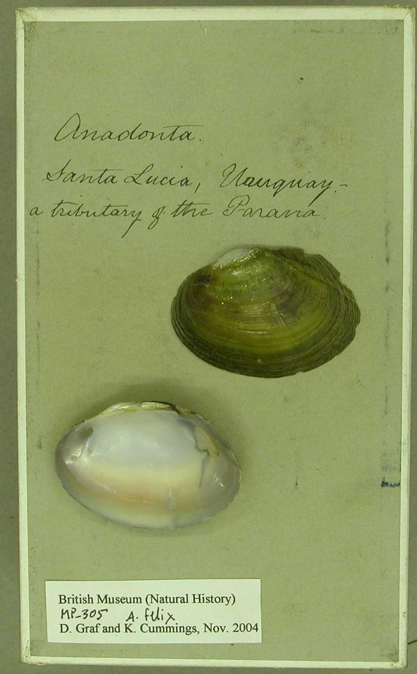 specimen