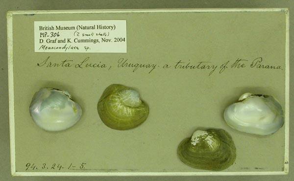 specimen