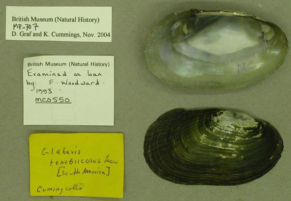 specimen