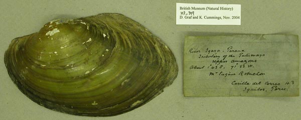 specimen