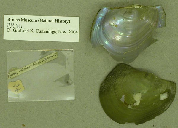 specimen