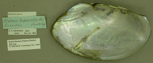 specimen