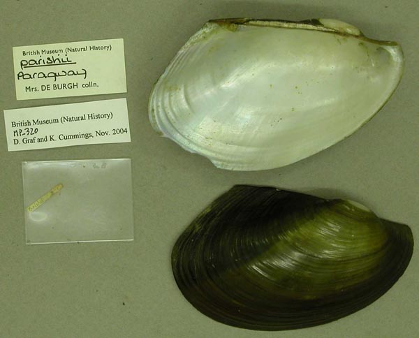 specimen