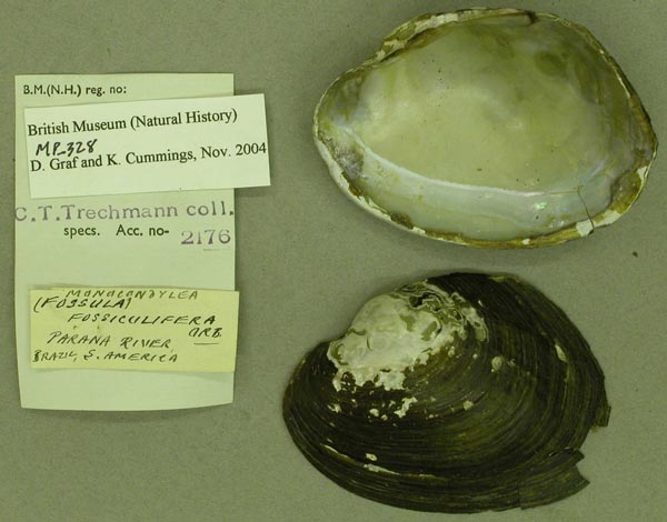 specimen