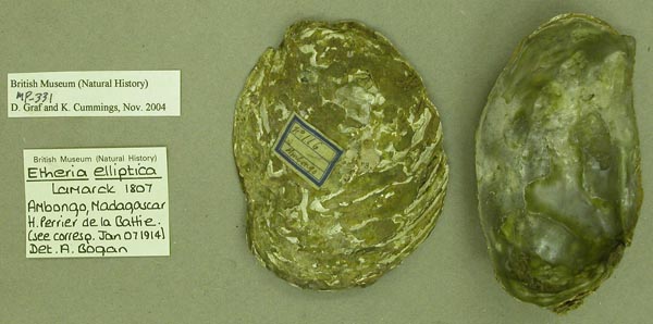 specimen