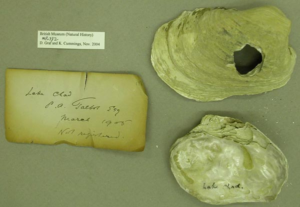 specimen