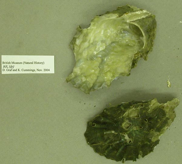 specimen